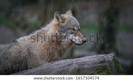 gray wolf pack in forest