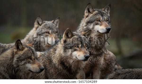 gray wolf pack in\
forest