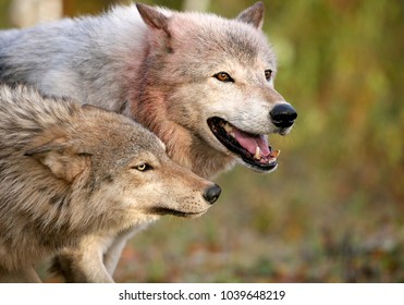 Gray Wolf Pack Showing Submissive Behavior Stock Photo 1039648219 ...