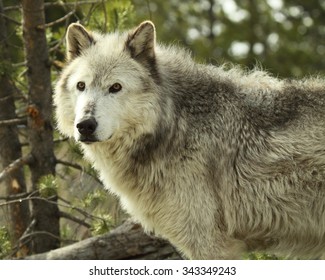 A Gray Wolf Pausing In A Woodland In Montana.