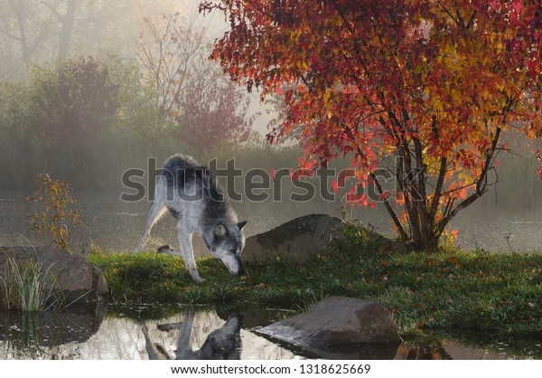Gray Wolf pawing ground to mark territory by a\
river at dawn with Autumn\
colors