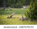 A Gray Wolf in the Pine Forest at Yellowstone National Park