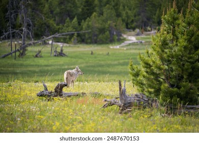 A Gray Wolf in the Pine Forest at Yellowstone National Park