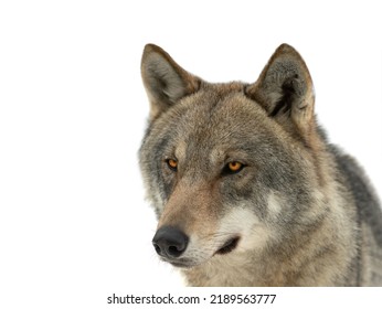 Gray Wolf Portrait Isolated On White Background