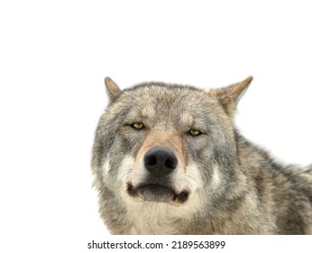 Gray Wolf Portrait Isolated On White Background