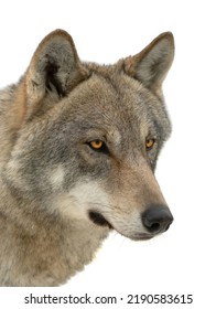 Gray Wolf Portrait Isolated On White Background