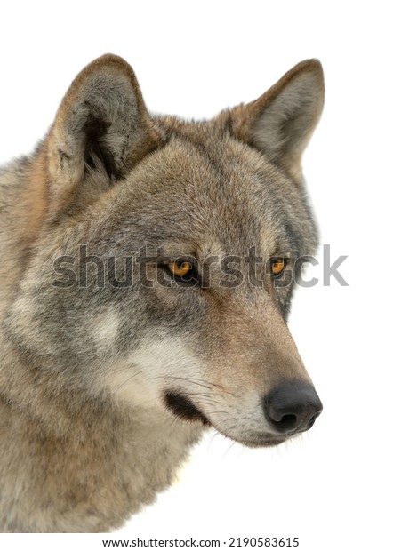 Gray Wolf Portrait Isolated On White Stock Photo 2190583615 | Shutterstock