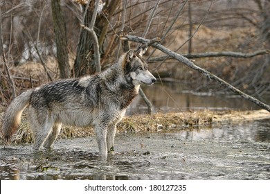 Gray Wolf Profile