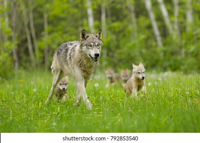 Gray Wolf With Pups 