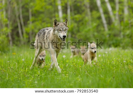 Gray Wolf With Pups 