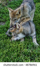 Gray Wolf Pups Playing