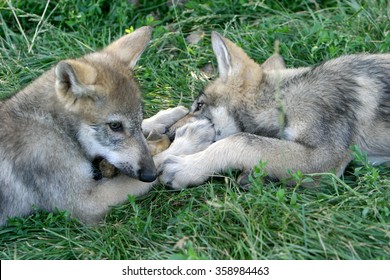 Gray Wolf Pups Playing In Grass