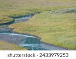 Gray Wolf Runs Through Small Creek in Hayden valley in yellowstone