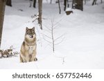 Gray wolf sitting in snow