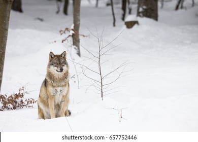 Gray wolf sitting in snow