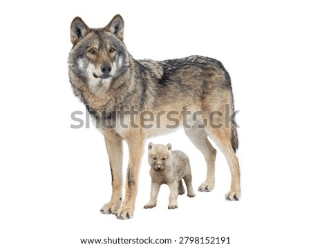 Gray wolf with a small puppy on white background.