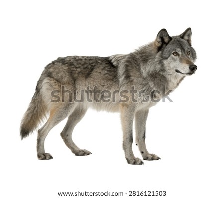 Gray Wolf Standing Alert Full Body Side View Isolated On White Background (2)