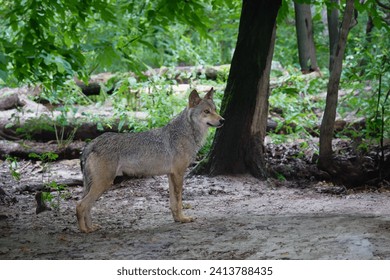 gray wolf standing in the middle of the forest