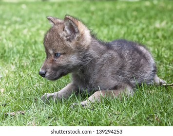 Gray wolf, or timber wolf pup next to fallen log in springtime.