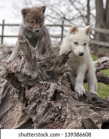 Gray wolf or Timber wolf pups climbing on old fallen tree trunk.