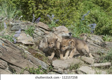 Gray Wolf With Twin Cubs. Montana