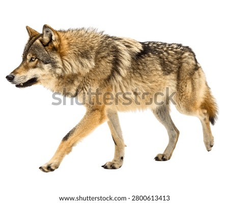 Gray Wolf Walking Side View Full Length Wild Predator Isolated on White Background