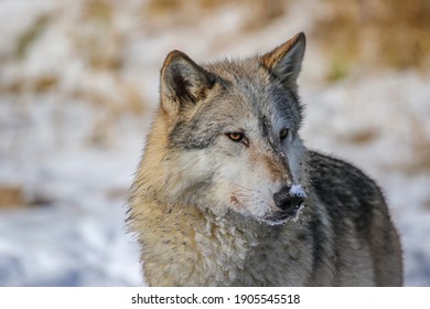 Gray Wolf At Winter Pond, Canis Lupus, Snowy Background