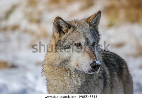Gray\
wolf at winter pond, Canis lupus, snowy\
background