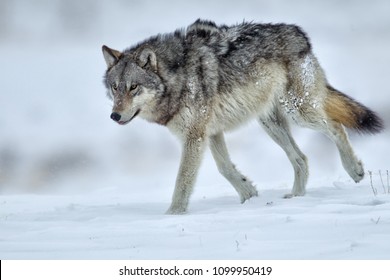 Gray Wolf Yellowstone National Park Agnieszka Bacal.