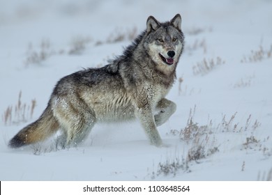 Gray Wolf Yellowstone National Park Agnieszka Bacal.