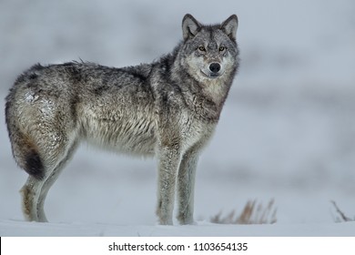 Gray Wolf in Yellowstone National Park Agnieszka Bacal.