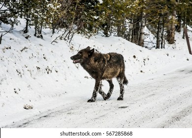 Gray Wolf In Yellowstone National Park