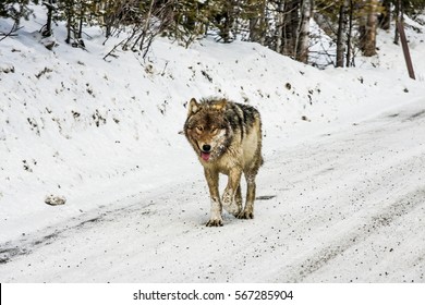 Gray Wolf In Yellowstone National Park