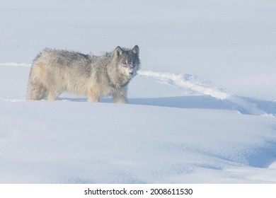 Gray Wolf, Yellowstone Winter USA