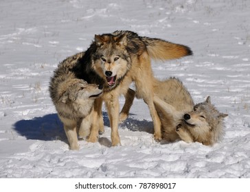  Gray Wolves (Canis Lupus) Showing Submission