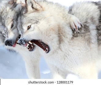 Gray Wolves Fighting