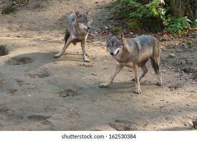 Gray Wolves Playing