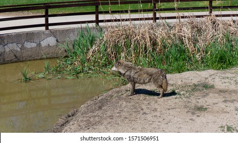 Gray Wolves Are Waiting For Food In The Hortobágy National Park Hungary