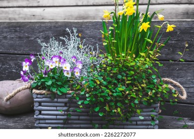 Gray wooden flower box with winter and spring plants. Leucophyta brownii, daffodils, muehlenbeckia axillaris and pansies