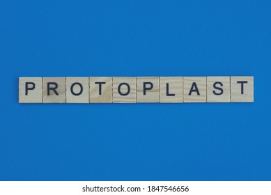 Gray Word Protoplast In Small Square Wooden Letters With Black Font On A Blue Background