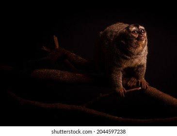 The Gray-bellied Night Monkey (Aotus Lemurinus)