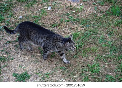 A Gray-black Cat Is Walking On The Grass. A Full-grown Cat With A Cavity Coat Of Alternating Black And Gray Stripes. The Animal Goes About Its Business, Not Paying Attention To People.