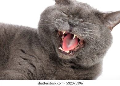 Gray-blue Cat Yawns On A White Background