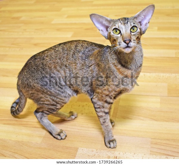 Gray-brown striped oriental cat with\
light yellow-green eyes is standing on a beige floor. Photo of\
shorthair, long, eared and thoroughbred animal. Cute\
pet.