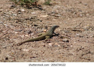Gray-Checkered Whiptail Sunning Itself Amidst Sand