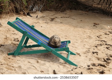 A gray-colored domestic cat lounging on a beach chair in the sand - Powered by Shutterstock