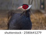 Gray-eared pheasant, pheasant photo, beautiful bird