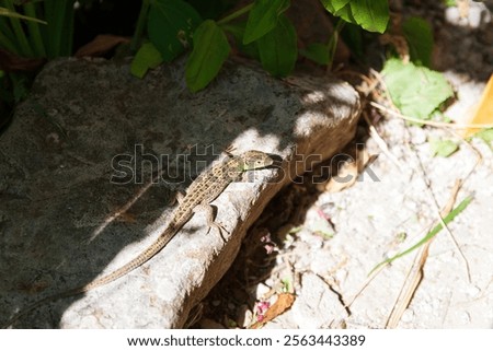 The gray-green protective coloring of the nimble lizard matches the color of the surrounding rocks and soil. Volgograd region, Russia.
