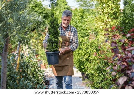 Gray-haired man in apron holds conifer in a pot amid lush greenery at a plant nursery.
