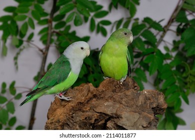 Gray-headed lovebirds (Agapornis canus) couple , aviary photo.